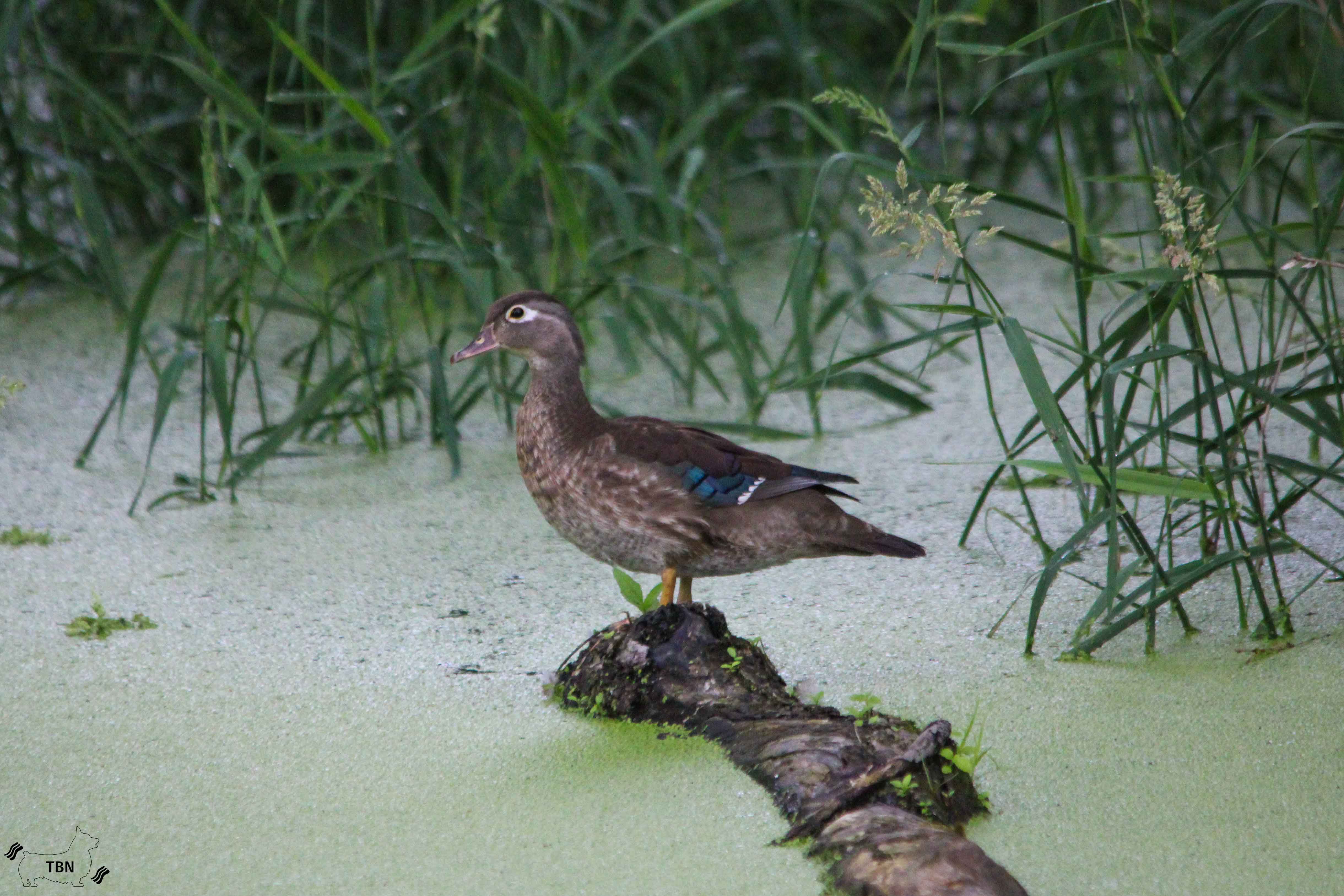 Wood Duck